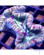 Trachyphyllia - Multicolor Stripes #61