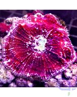 Echinophyllia - Dark Red #44