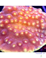 Turbinaria reniformis - Gold #23