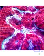 Symphyllia - Red Ultra #28