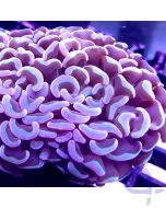 Euphyllia - Pearl Glow #72