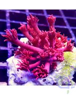 Goniopora - Premium Red #70