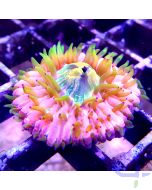 Fungia - Ultra Rainbow #185