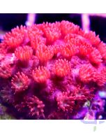 Goniopora - Red #128