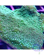 Montipora - Green Ultra #156