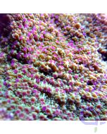 Montipora - Purple Polys #195