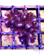 Pocillopora damicornis - Dark Pink #53