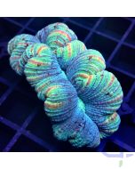 Trachyphyllia - Light Rainbow #50