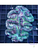 Trachyphyllia - Purple-Green #03