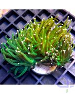 Euphyllia glabrescens - Green Ultra