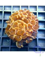 Euphyllia paraancora - Premium Orange - Draufsicht