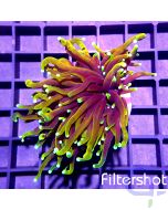 Euphyllia glabrescens - Dragon Soul - Grade A - Filtershot