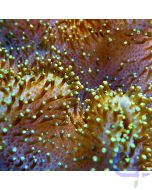 Sarcophyton elegans - Fiji #56