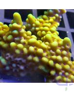 Montipora confusa - Green #77