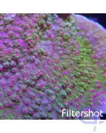 Montipora - Purple Polyp #83