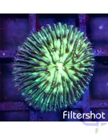 Fungia - Fluorescens #66