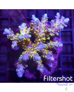 Acropora sp - Ultra Color #174