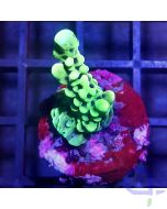 Montipora - Capitata #SPS A-4