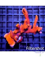 Montipora digitata - Red Ultra #SPS E-8