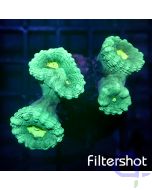 Caulastrea curvata - Blue Green #LPS E-3