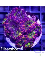 Acanthastrea - Multicolor #G13