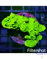 Montipora - Green #G22