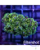 Pocillopora - Green #53