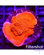 Montipora - Red #51