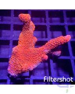 Montipora - Orange Rot