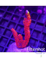 Montipora - Bubblegum #G188