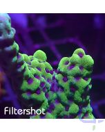 Montipora capitata - Purple Polyp 