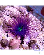 Cerianthus filiformis - Purple Green #GN09