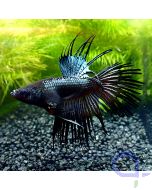 Kampffisch Crowntail - Black - Betta splendens