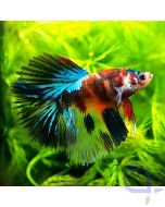 Kampffisch Halfmoon , Dark Nemo , Betta splendens