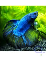 Kampffisch Halfmoon - Dark Mustard - Betta splendens *20