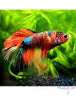 Kampffisch Halfmoon - Nemo - Betta splendens *22