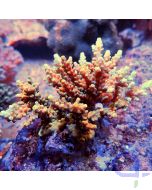 Acropora aculeus Gelb