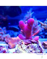 Stylophora pistillata "Pink Teddy"