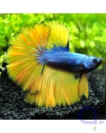 Kampffisch Halfmoon - Mustard - Betta splendens *12