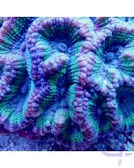 Oulophyllia crispa - Tricolor Violett Grün Blau XL #