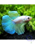 Kampffisch - Snowy - Betta *04