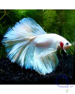 Kampffisch Halfmoon - Pearl White - Betta splendens