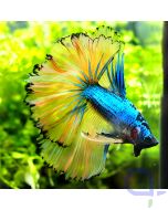 Kampffisch Halfmoon - Mustard Gas - Betta splendens *01
