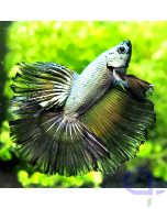 Kampffisch Halfmoon - Silver Copper - Betta splendens *21