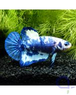 Kampffisch Plakat - White Blue Pearl - Betta splendens