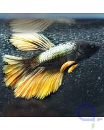 Kampffisch Halfmoon - Golden Black - Betta splendens *27