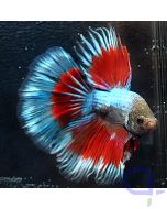 Kampffisch Halfmoon - Blue Red - Betta splendens *28