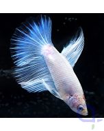 Kampffisch Halfmoon - White Pearl - Betta splendens *30