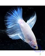 Kampffisch Halfmoon - White Pearl - Betta splendens *30