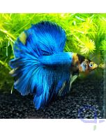Kampffisch Halfmoon - Ruhr Derby - Betta splendens *27